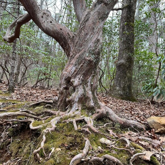 Meet your Posher, Patricia - Picture 5 of 6